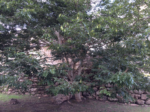 Lonchocarpus yucatanensis